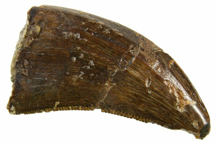 Serrated, Dromaeosaurid Theropod (Acheroraptor) Tooth - Montana #339020